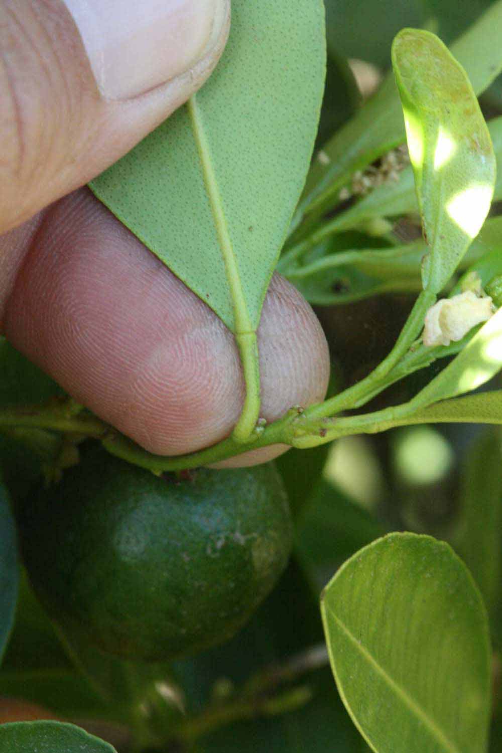              Petiole (Riverside, CA)       